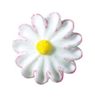 Bellis bianco con bordo rosa